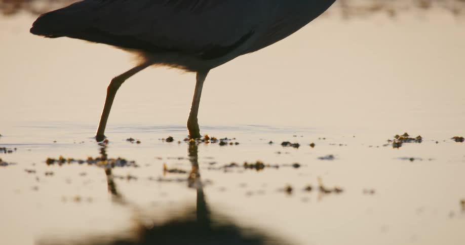 A slow-motion close-up of a white-faced heron's legs walking through the calm, golden water at sunrise
