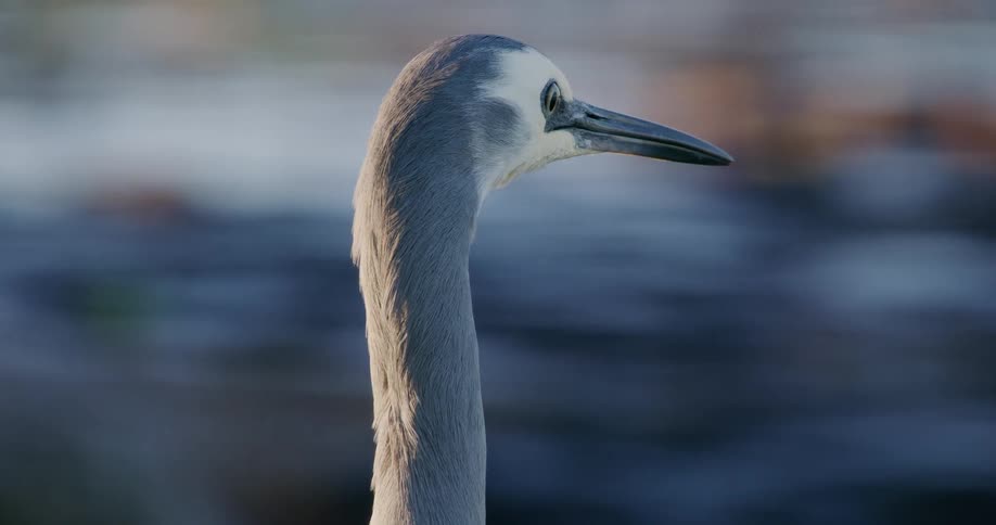 A serene close-up profile of a White-faced Heron standing still by the water