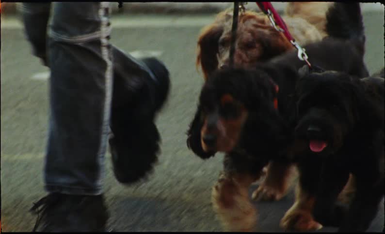 Vintage 8mm film footage of a dog walker and several dogs on leashes walking down a city street
