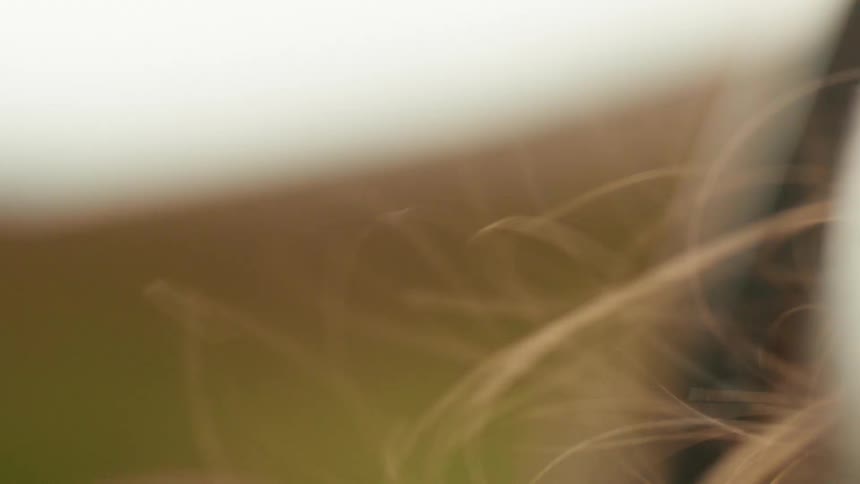 Ethereal and abstract close-up of fine, hair-like strands moving gracefully in slow motion