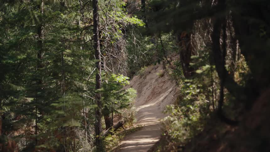 Rapid zoom down a sun-dappled dirt path winding through a dense pine forest