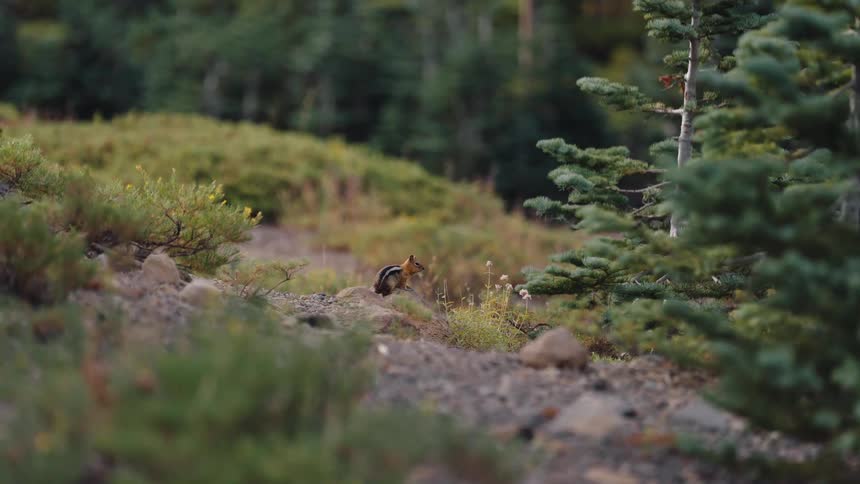 A curious chipmunk sits on a rocky mountain trail before running off into the woods