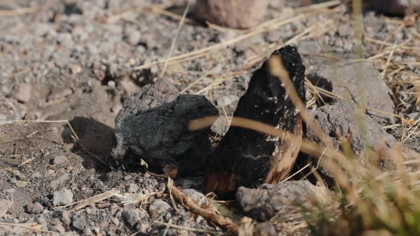 A fuzzy bumblebee explores the rocky ground next to a piece of burnt wood on a sunny day