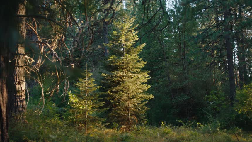 A tranquil forest clearing where golden evening light illuminates a cluster of pine trees