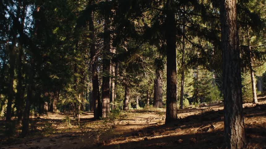 A serene shot of a dense pine forest with warm sunlight filtering through the trees and casting long shadows