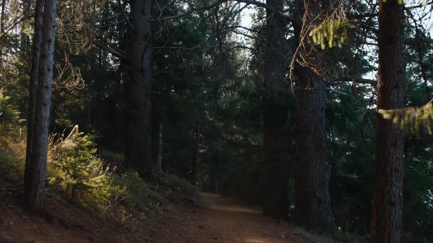 A tranquil dirt path winds through a sun-dappled pine forest in the late afternoon