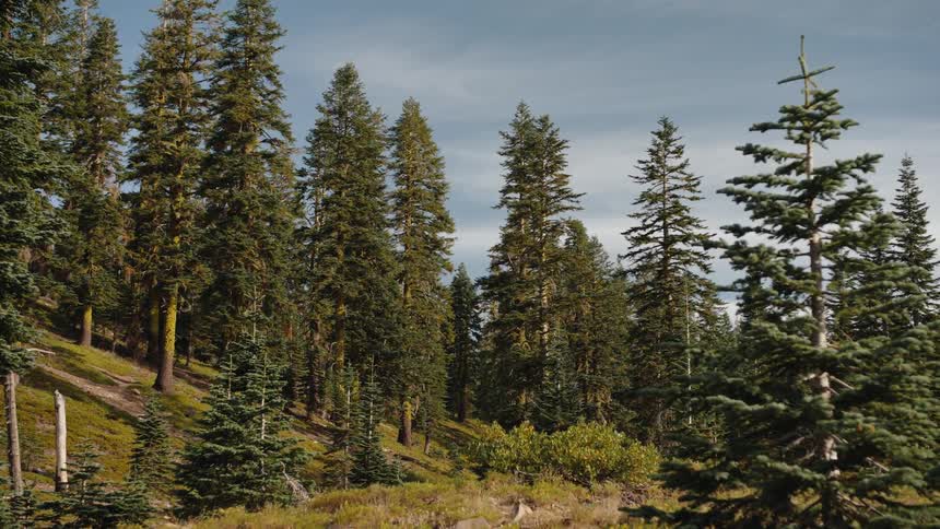 A static shot of a dense evergreen forest on a sunlit mountainside