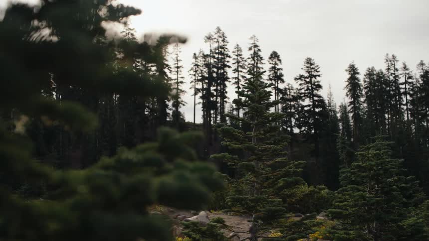 A slow-motion focus pull reveals a sunlit pine branch with a tranquil evergreen forest in the background on a cloudy day