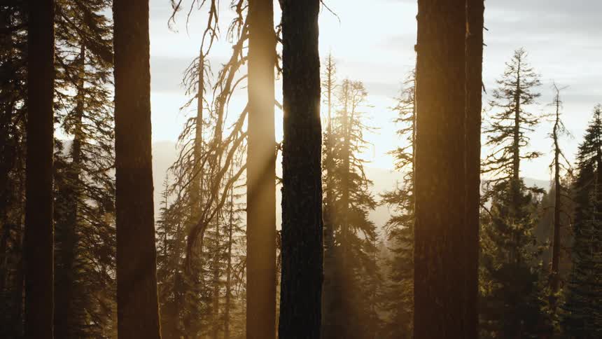 The setting sun casts warm, golden rays through the towering trees of a majestic sequoia forest