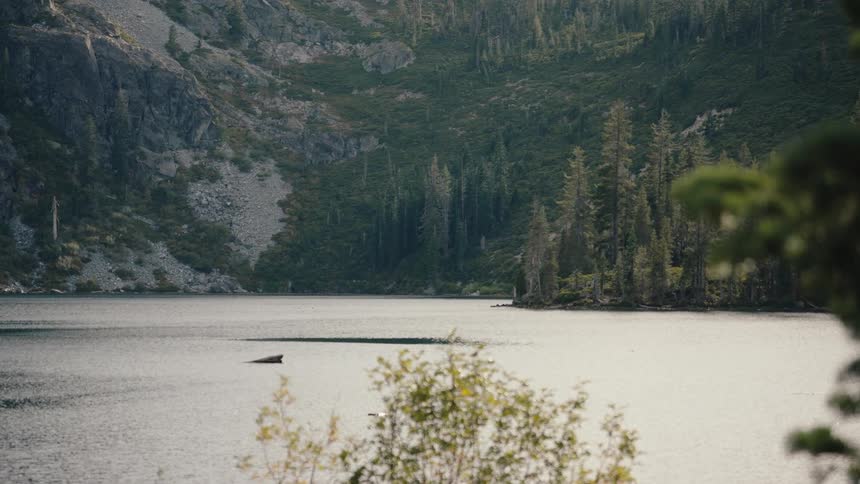 A serene view of a calm mountain lake surrounded by a dense evergreen forest