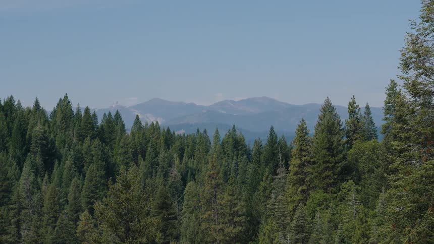 Scenic wide shot of a lush evergreen forest with hazy mountains in the distant background