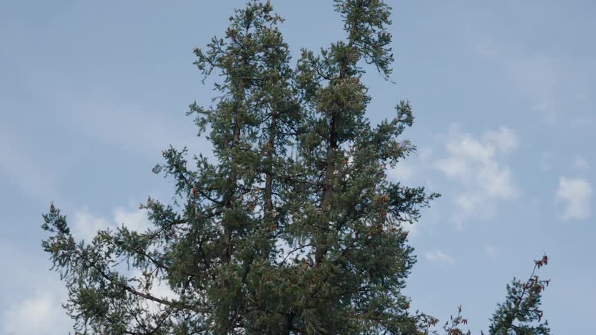 The top of a tall pine tree sways slightly against a pale blue sky with light clouds