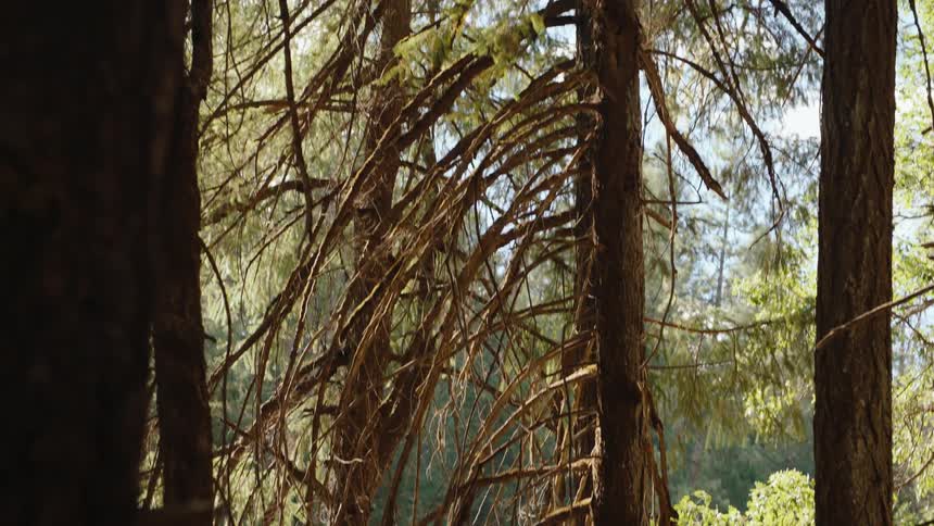 A disorienting whip pan through the dense, sunlit branches of a pine forest