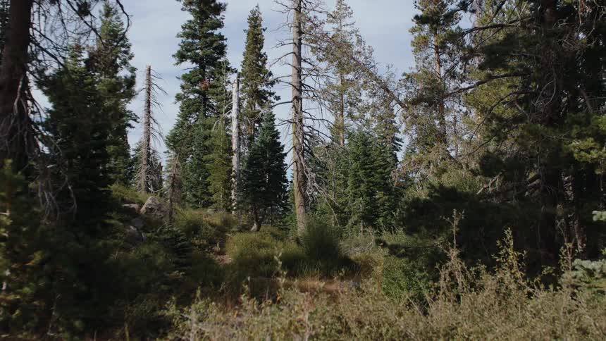 A slow dolly zoom through a dense, sunlit mountain forest filled with towering pine trees