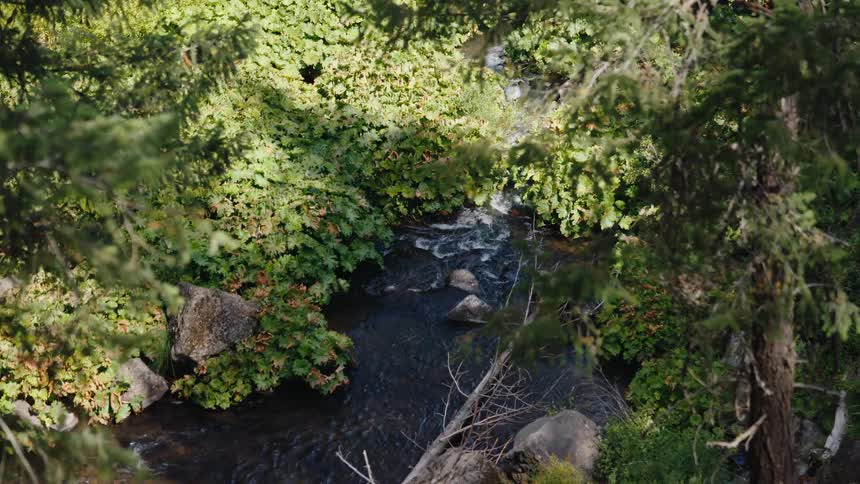A serene, top-down view of a rocky stream flowing through a lush, sun-dappled forest, with the camera slowly pulling back to reveal the surrounding trees