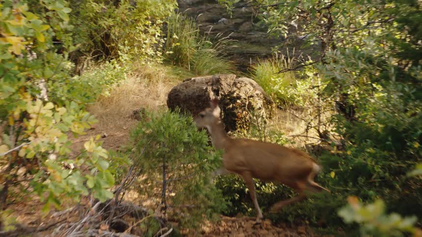 A graceful deer cautiously emerges from the lush green undergrowth of a forest and walks along a path