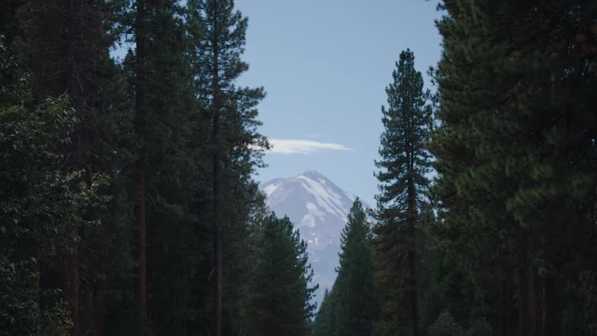 Handheld view of a snow-capped mountain peak framed by tall pine trees on either side of a country road