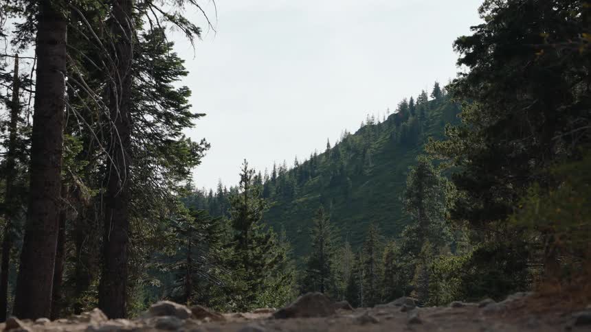 A low-angle view from a rocky hiking trail looking up at a lush, tree-covered mountain in a serene pine forest