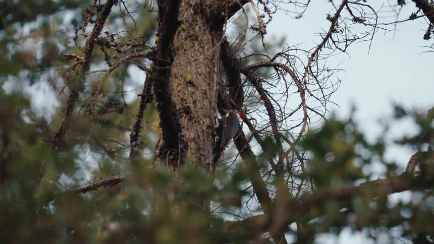 A wild pileated woodpecker with a red crest perches on a tall tree trunk, pecking at the bark