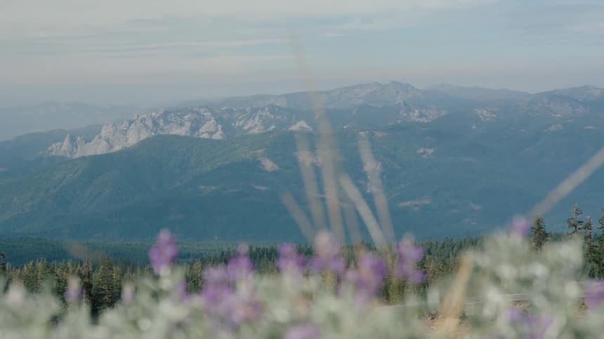 A rack focus shot shifts from purple wildflowers in the foreground to a vast, hazy mountain range in the background