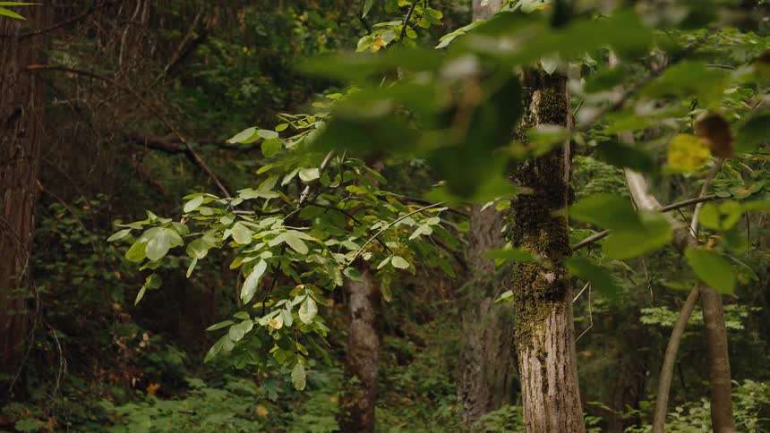 A slow zoom out shot reveals the lush green leaves of a young tree in a tranquil forest setting