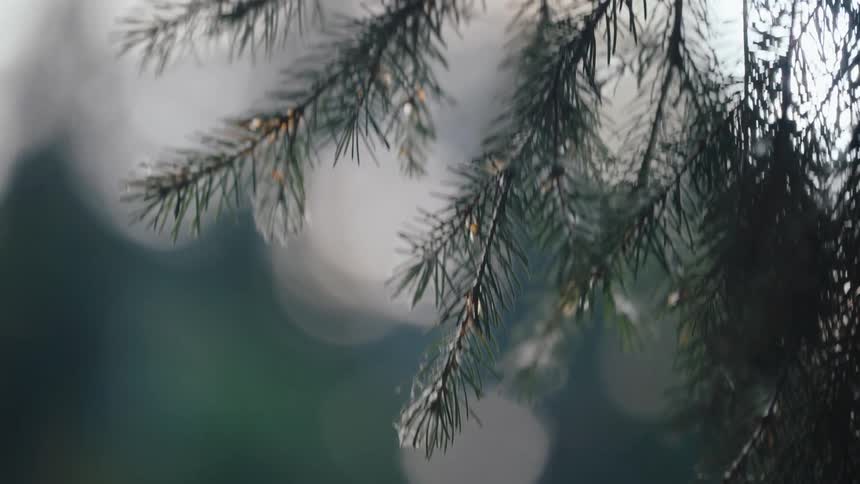 A serene close-up of pine needles on a branch gently swaying with a beautiful bokeh background
