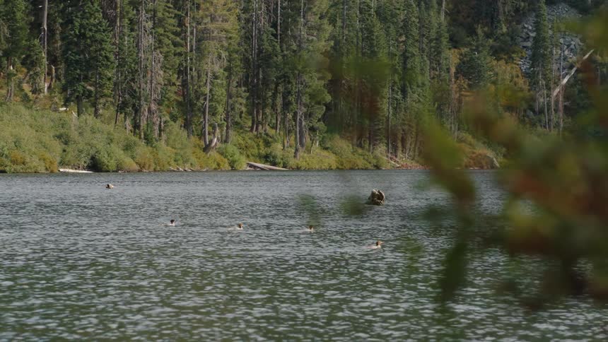 A raft of common merganser ducks swim peacefully on a serene mountain lake surrounded by a lush evergreen forest