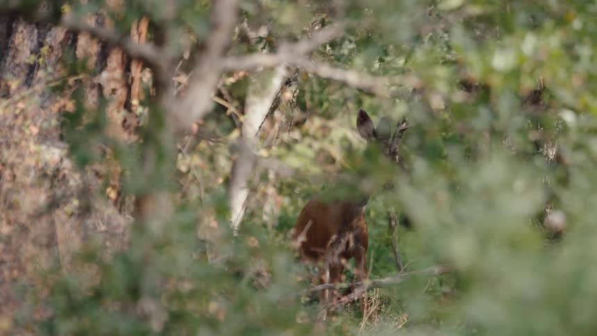 Curious doe peeking through the green leaves and branches in a lush forest