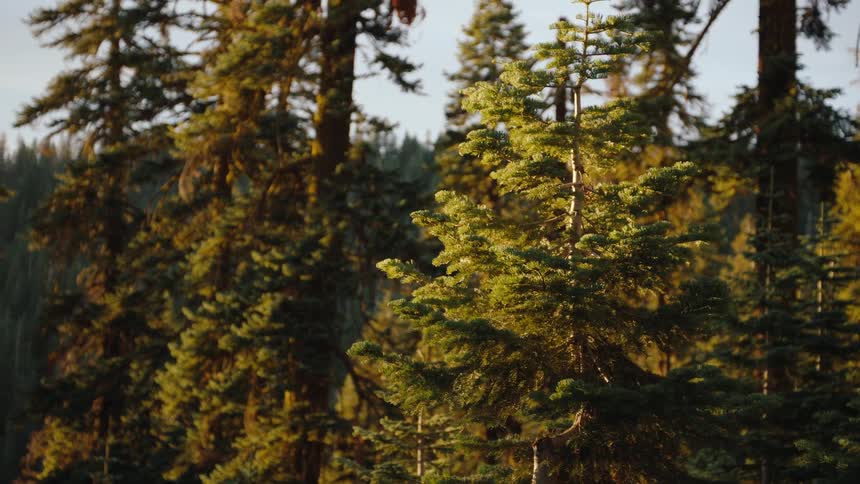 A dynamic dolly zoom shot moving through a lush evergreen forest illuminated by the golden hour sun