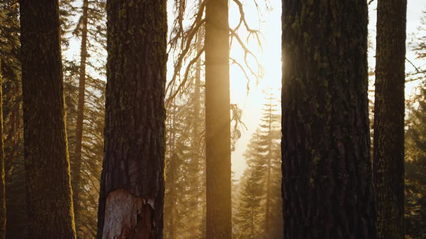 Golden morning sunlight shines through the towering trunks of ancient redwood trees in a peaceful forest