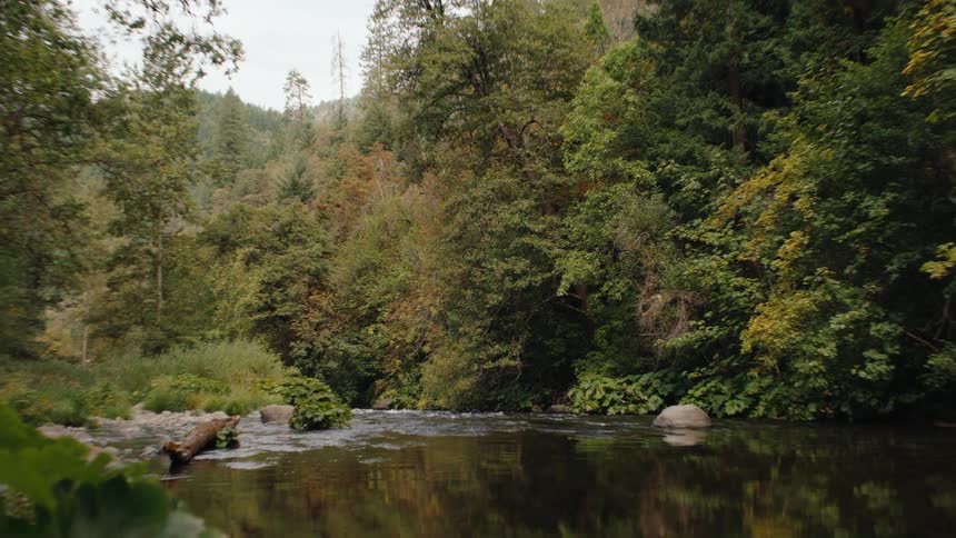 A fast zoom-out from a tranquil river reveals a lush, verdant forest on a calm day