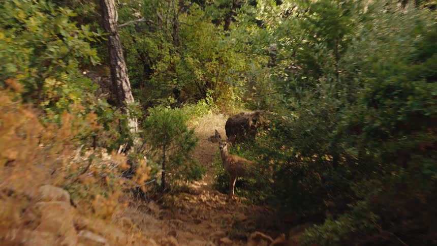 A cautious young deer stands on a dirt trail in a dense forest before being startled and running up the path