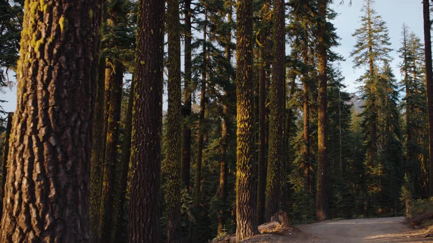 A tranquil dolly shot reveals a dirt path winding through a majestic, mossy forest of tall pine trees during golden hour