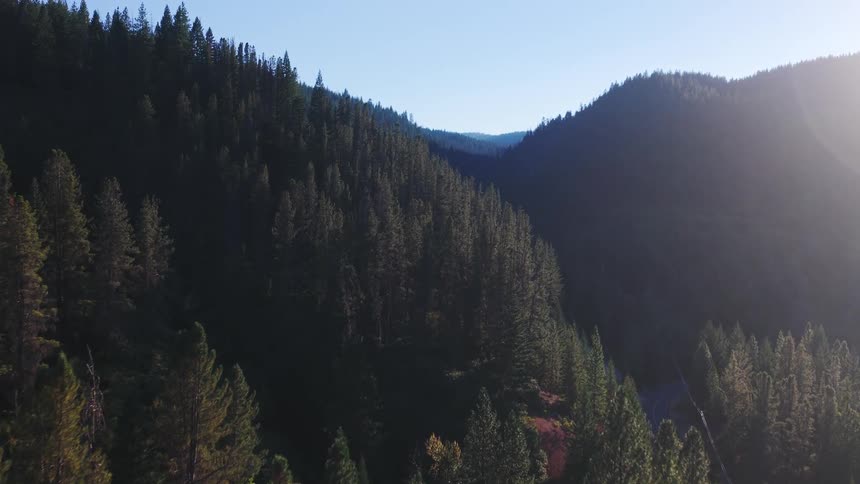 Slow aerial footage reveals a winding mountain road through a vast, sunlit evergreen forest