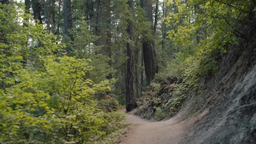 A tranquil dirt path winds through a dense forest, punctuated by quick, disorienting zoom effects