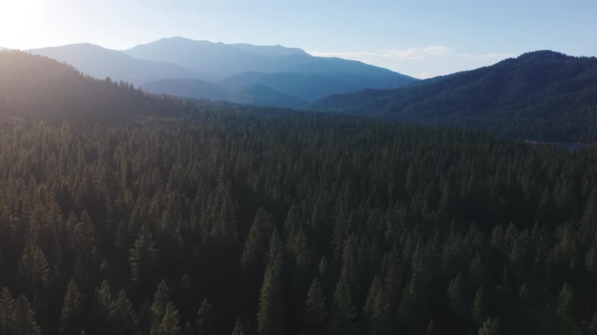 An aerial view of a dense evergreen forest stretches towards hazy mountains under a clear sky at sunrise