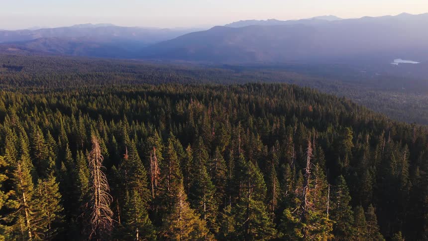 A slow aerial push-in shot over a vast evergreen forest with mountains in the background during a warm sunset