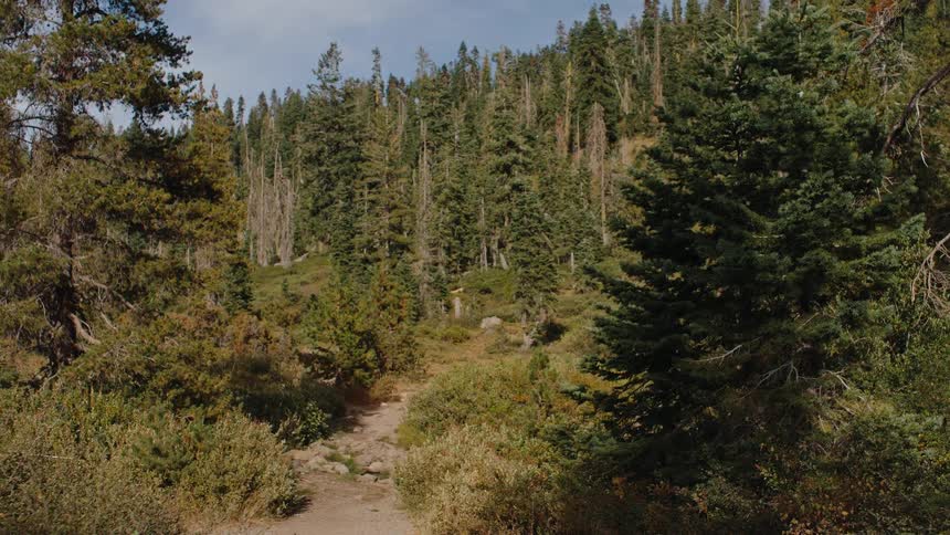 A peaceful view of a hiking path winding up through a dense evergreen forest on a sunny day