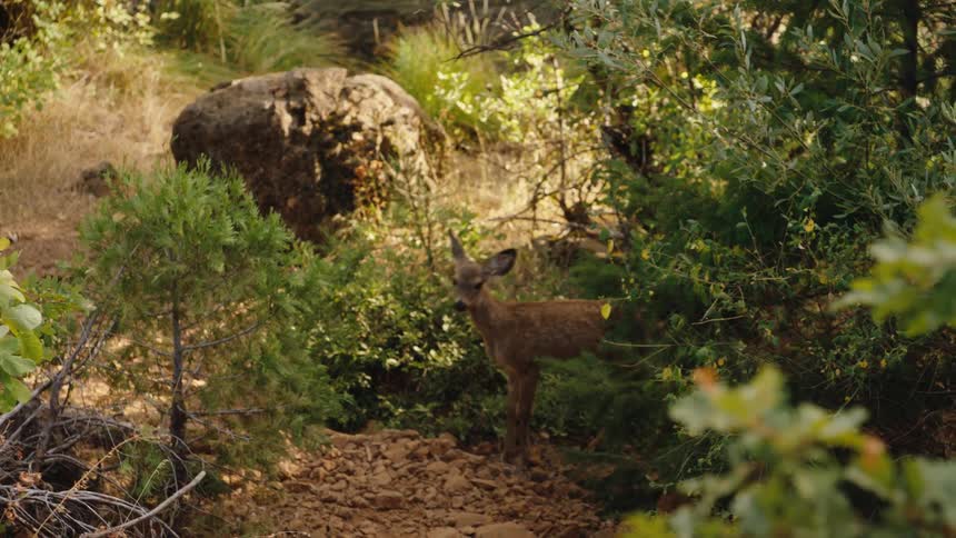 A young, spotted fawn cautiously steps out from behind bushes onto a rocky path in a sunlit forest