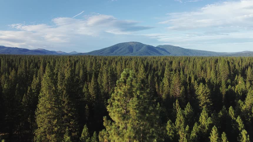 A stunning aerial view shows a vast pine forest stretching towards a distant mountain under a clear blue sky