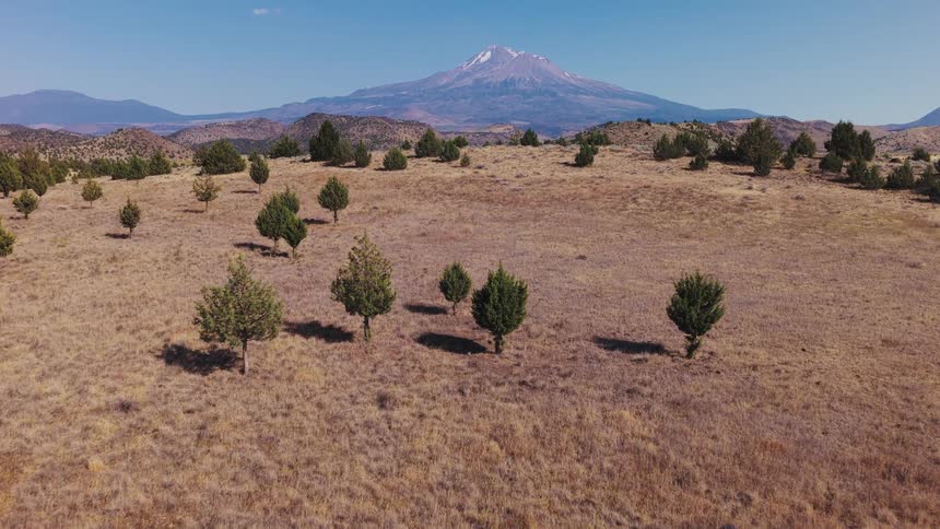 An aerial view slowly advances over a vast, golden field with scattered evergreen trees towards the majestic, snow-capped Mount Shasta