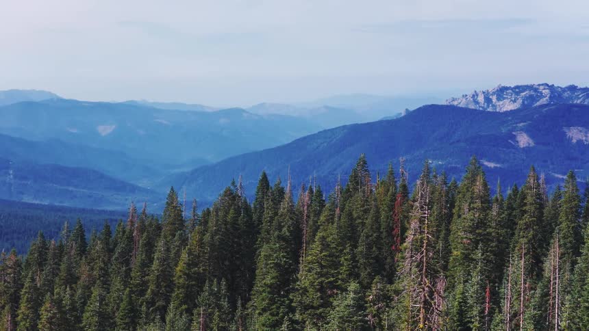 A majestic wide shot shows a vast evergreen forest with layers of hazy blue mountains receding into the distance