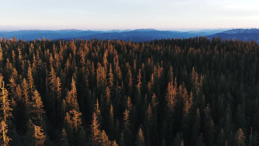 A slow aerial flight over a vast evergreen forest during a stunning golden hour sunset, with distant mountains on the horizon