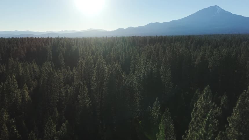 An aerial view slowly pulls back over a dense pine forest to reveal a majestic snow-capped mountain on the horizon at sunrise