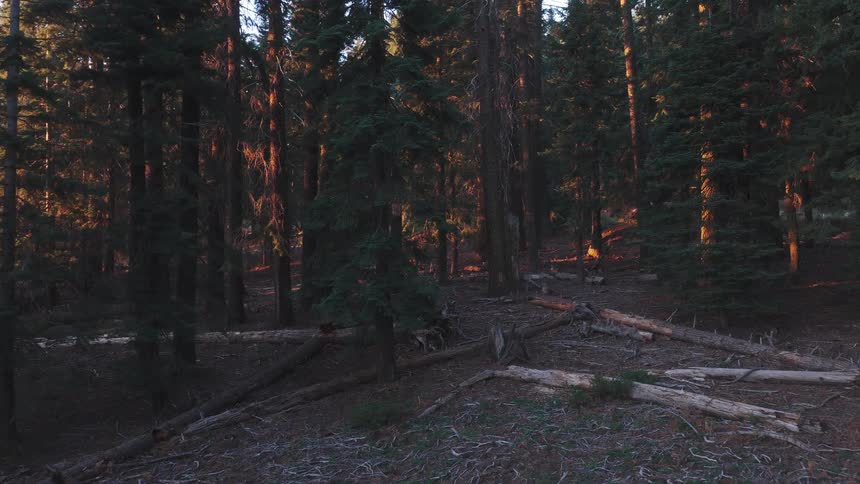 A slow aerial push into a dense and shadowy mountain forest as the warm light of the golden hour illuminates the trees