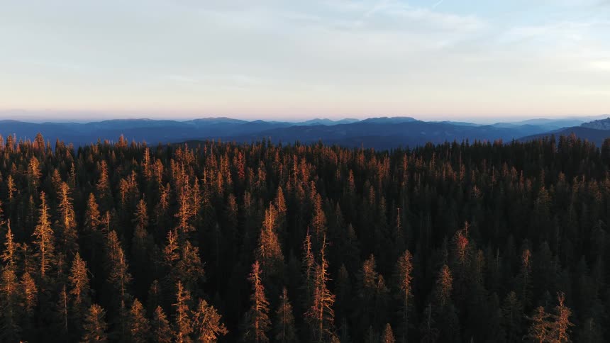 Aerial view of a vast pine forest bathed in the warm golden light of a mountain sunset