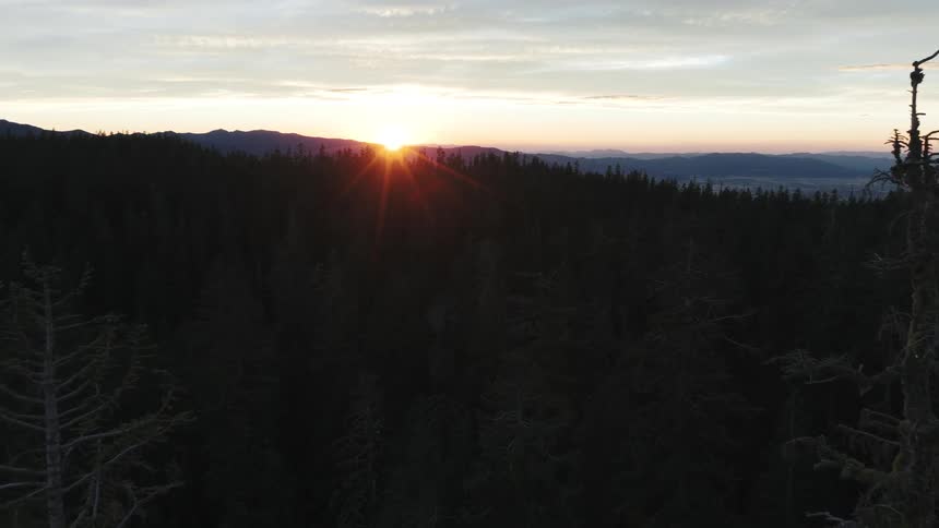 An aerial drone slowly flies over a vast evergreen forest as the sun sets behind a distant mountain range