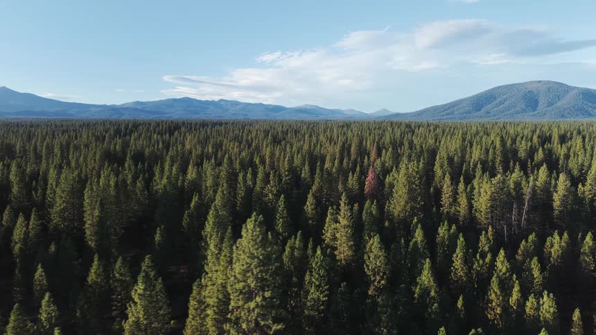 Aerial drone footage slowly flies over a vast evergreen forest with majestic mountains in the distance under a clear blue sky