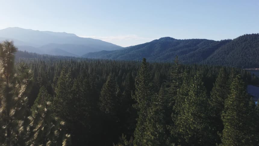 A tranquil aerial shot ascends over a dense pine forest, revealing a vast mountain landscape and a pristine lake on a sunny day