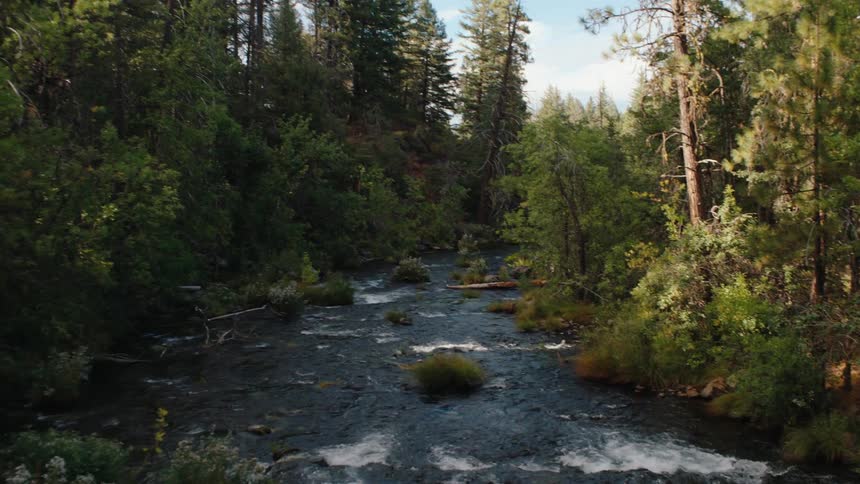 A tranquil view of a beautiful river flowing through a dense, green forest
